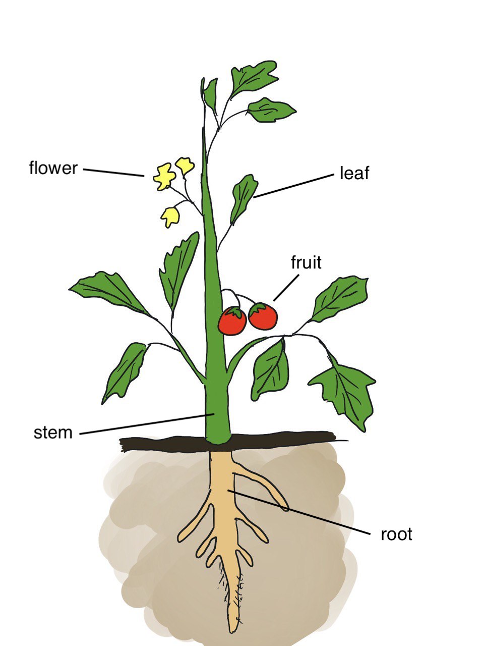 Basic plant structure